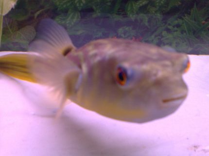freshwater fish - carinotetraodon travancoricus - dwarf puffer stocking in 46 gallons tank - Another look at my PUFFER freshwater fish - carinotetraodon travancoricus - dwarf puffer stocking in 46 gallons tank - Another look at my PUFFER