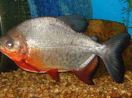 freshwater fish - piaractus brachypomum - red belly pacu stocking in 75 gallons tank - PACU IS GROWING UP...i GUESS IT IS ALL OF THE PEANUTS WE FEED HIM ! freshwater fish - piaractus brachypomum - red belly pacu stocking in 75 gallons tank - PACU IS GROWING UP...i GUESS IT IS ALL OF THE PEANUTS WE FEED HIM !