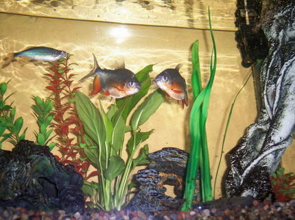freshwater fish - piaractus brachypomum - red belly pacu stocking in 55 gallons tank - Here are my two Red Bellied Pacus. freshwater fish - piaractus brachypomum - red belly pacu stocking in 55 gallons tank - Here are my two Red Bellied Pacus.