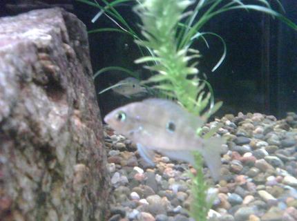 freshwater fish - thorichthys meeki - firemouth cichlid stocking in 65 gallons tank - Young Firemouth freshwater fish - thorichthys meeki - firemouth cichlid stocking in 65 gallons tank - Young Firemouth