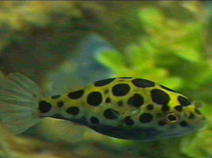 freshwater fish - tetraodon nigroviridis - green spotted puffer stocking in 125 gallons tank - Puffer freshwater fish - tetraodon nigroviridis - green spotted puffer stocking in 125 gallons tank - Puffer