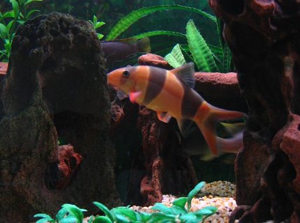 freshwater fish - botia macracantha - clown loach stocking in 75 gallons tank - My fat Clown Loach. He's a bit light in colour than his usual cos it's feed time and he gets a bit nervous with all the other fish around. freshwater fish - botia macracantha - clown loach stocking in 75 gallons tank - My fat Clown Loach. He's a bit light in colour than his usual cos it's feed time and he gets a bit nervous with all the other fish around.