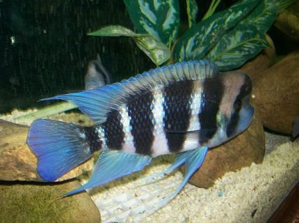 freshwater fish - cyphotilapia frontosa - frontosa cichlid stocking in 180 gallons tank - Male frontosa freshwater fish - cyphotilapia frontosa - frontosa cichlid stocking in 180 gallons tank - Male frontosa