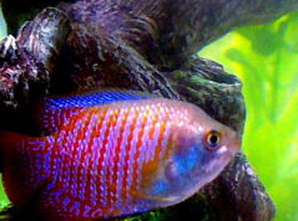 freshwater fish - colisa lalia - dwarf gourami stocking in 10 gallons tank - Julius, the Dwarf Gourami freshwater fish - colisa lalia - dwarf gourami stocking in 10 gallons tank - Julius, the Dwarf Gourami