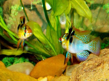 freshwater fish - papiliochromis ramirezi - german blue ram stocking in 75 gallons tank - 2 German Blue Rams freshwater fish - papiliochromis ramirezi - german blue ram stocking in 75 gallons tank - 2 German Blue Rams