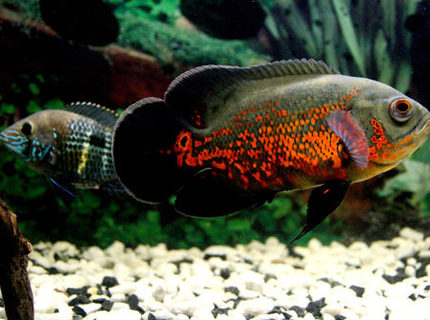 freshwater fish - astronotus ocellatus - tiger oscar stocking in 17 gallons tank - My Oscar freshwater fish - astronotus ocellatus - tiger oscar stocking in 17 gallons tank - My Oscar