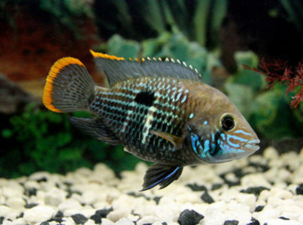 freshwater fish - aequidens rivulatus - green terror stocking in 17 gallons tank - Green Terror freshwater fish - aequidens rivulatus - green terror stocking in 17 gallons tank - Green Terror