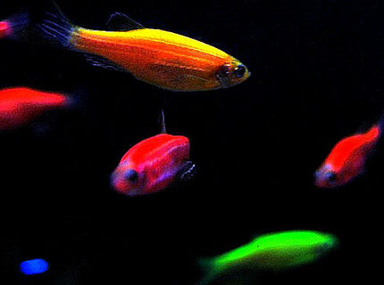 freshwater fish - puntius conchonius - rosy barb stocking in 29 gallons tank - 29 gallon Bio cube pics freshwater fish - puntius conchonius - rosy barb stocking in 29 gallons tank - 29 gallon Bio cube pics