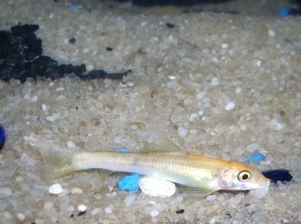 freshwater fish - gyrinocheilos aymonieri - gold algae eater stocking in 6 gallons tank - Gold Algae Eater (juvenile) freshwater fish - gyrinocheilos aymonieri - gold algae eater stocking in 6 gallons tank - Gold Algae Eater (juvenile)