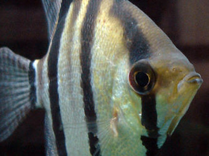 freshwater fish - pterophyllum scalare - angelfish stocking in 55 gallons tank - My grizzled angelfish, Cerberus, showing off his full color. freshwater fish - pterophyllum scalare - angelfish stocking in 55 gallons tank - My grizzled angelfish, Cerberus, showing off his full color.