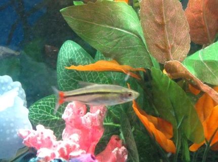 freshwater fish - pristella maxillaris - gold pristella tetra stocking in 10 gallons tank - The X-Ray Tetra freshwater fish - pristella maxillaris - gold pristella tetra stocking in 10 gallons tank - The X-Ray Tetra