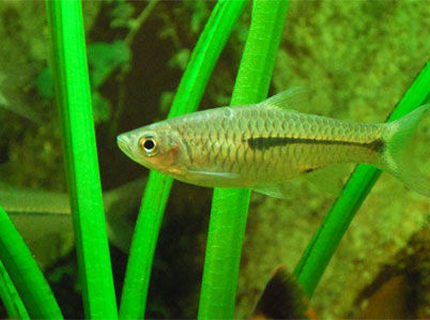 freshwater fish - pristella maxillaris - gold pristella tetra stocking in 26 gallons tank - I dont know the name of this fish. If anyone knows please inform me. ganeshkwt@yahoo.co.uk freshwater fish - pristella maxillaris - gold pristella tetra stocking in 26 gallons tank - I dont know the name of this fish. If anyone knows please inform me. ganeshkwt@yahoo.co.uk