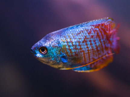 freshwater fish - colisa lalia - neon blue dwarf gourami stocking in 28 gallons tank - Portrait of Dwarf Gourami freshwater fish - colisa lalia - neon blue dwarf gourami stocking in 28 gallons tank - Portrait of Dwarf Gourami
