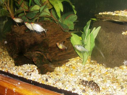 freshwater fish - moenkhausia sanctaefilomene - red eye tetra stocking in 90 gallons tank - SOME OF THE GANG
3 RED EYED TETRA'S & 2 PHANTOM TETRA'S AND A YOYO LOACH freshwater fish - moenkhausia sanctaefilomene - red eye tetra stocking in 90 gallons tank - SOME OF THE GANG
3 RED EYED TETRA'S & 2 PHANTOM TETRA'S AND A YOYO LOACH