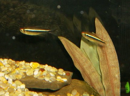 freshwater fish - hyphessobrycon herbertaxelrodi - black neon tetra stocking in 90 gallons tank - BLACK NEON TETRA'S freshwater fish - hyphessobrycon herbertaxelrodi - black neon tetra stocking in 90 gallons tank - BLACK NEON TETRA'S