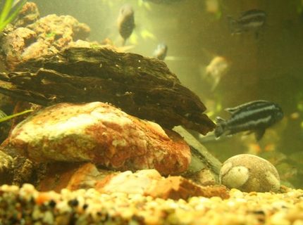 freshwater fish - melanochromis cyaneorhabdos - maingano cichlid stocking in 250 gallons tank - big blue freshwater fish - melanochromis cyaneorhabdos - maingano cichlid stocking in 250 gallons tank - big blue