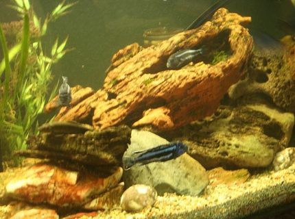freshwater fish - melanochromis cyaneorhabdos - maingano cichlid stocking in 250 gallons tank - side view freshwater fish - melanochromis cyaneorhabdos - maingano cichlid stocking in 250 gallons tank - side view