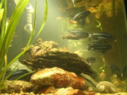 freshwater fish - melanochromis cyaneorhabdos - maingano cichlid stocking in 250 gallons tank - more fish freshwater fish - melanochromis cyaneorhabdos - maingano cichlid stocking in 250 gallons tank - more fish