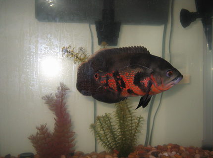 freshwater fish - astronotus ocellatus - tiger oscar stocking in 75 gallons tank - one-eyed captain jack strollin' freshwater fish - astronotus ocellatus - tiger oscar stocking in 75 gallons tank - one-eyed captain jack strollin'
