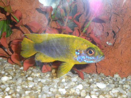 freshwater fish - aulonocara baenschi - sunshine peacock stocking in 20 gallons tank - Wild caught Banga Peacock freshwater fish - aulonocara baenschi - sunshine peacock stocking in 20 gallons tank - Wild caught Banga Peacock