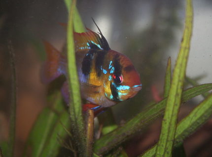 freshwater fish - papiliochromis ramirezi - german blue ram stocking in 55 gallons tank - Blue Ram Male freshwater fish - papiliochromis ramirezi - german blue ram stocking in 55 gallons tank - Blue Ram Male