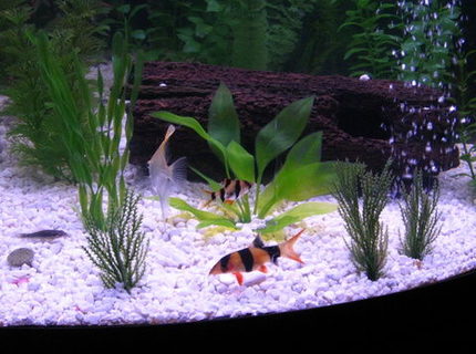 freshwater fish - botia macracantha - clown loach stocking in 36 gallons tank freshwater fish - botia macracantha - clown loach stocking in 36 gallons tank