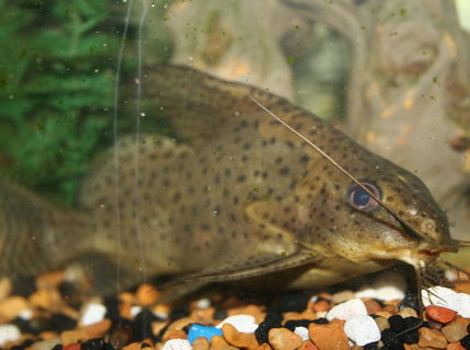 freshwater fish - synodontis eupterus - featherfin catfish stocking in 55 gallons tank - up close and personal with my synodontis eupterus A.K.A. feather fin catfish freshwater fish - synodontis eupterus - featherfin catfish stocking in 55 gallons tank - up close and personal with my synodontis eupterus A.K.A. feather fin catfish