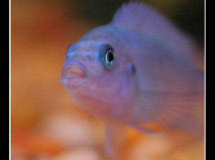 freshwater fish - iodotropheus sprengerae - rusty cichlid stocking in 45 gallons tank - African Cichlid freshwater fish - iodotropheus sprengerae - rusty cichlid stocking in 45 gallons tank - African Cichlid