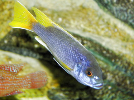 freshwater fish - pseudotropheus acei - acei cichlid stocking in 80 gallons tank - malawi freshwater fish - pseudotropheus acei - acei cichlid stocking in 80 gallons tank - malawi