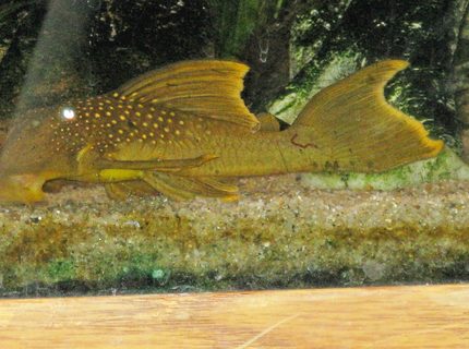 freshwater fish - baryancistrus demantoides - green phantom pleco stocking in 135 gallons tank - Green Phantom Pleco freshwater fish - baryancistrus demantoides - green phantom pleco stocking in 135 gallons tank - Green Phantom Pleco