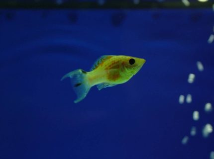 freshwater fish - poecilia latipinna - balloon molly stocking in 180 gallons tank - this is my golden molly
which i dont have eny more freshwater fish - poecilia latipinna - balloon molly stocking in 180 gallons tank - this is my golden molly
which i dont have eny more