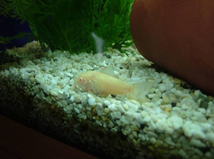 freshwater fish - corydoras aeneus - albino aeneus cory cat stocking in 180 gallons tank - this is my aldino cory freshwater fish - corydoras aeneus - albino aeneus cory cat stocking in 180 gallons tank - this is my aldino cory