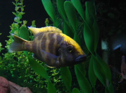freshwater fish - nimbochromis venustus - venustus cichlid stocking in 75 gallons tank - My Venustus. The leader and the biggest my tank. freshwater fish - nimbochromis venustus - venustus cichlid stocking in 75 gallons tank - My Venustus. The leader and the biggest my tank.