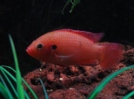 freshwater fish - hemichromis bimaculatus - jewel cichlid stocking in 75 gallons tank - Red Forest Jewel. freshwater fish - hemichromis bimaculatus - jewel cichlid stocking in 75 gallons tank - Red Forest Jewel.