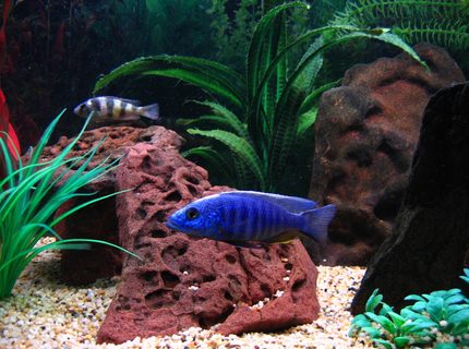 freshwater fish - sciaenochromis fryeri - electric blue hap stocking in 75 gallons tank - The biggest poser in my tank is one of my Electric Blues picture here in the front with my Zebra Obliquidens in the background. freshwater fish - sciaenochromis fryeri - electric blue hap stocking in 75 gallons tank - The biggest poser in my tank is one of my Electric Blues picture here in the front with my Zebra Obliquidens in the background.