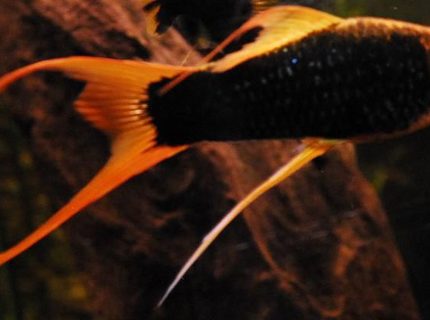 freshwater fish - xiphophorus helleri stocking in 55 gallons tank - 3" Black/Blue Marigold Swordtail freshwater fish - xiphophorus helleri stocking in 55 gallons tank - 3" Black/Blue Marigold Swordtail