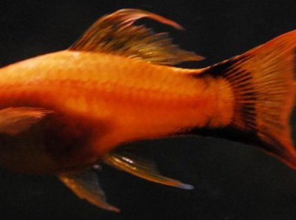 freshwater fish - xiphophorus helleri - hi fin lyretail swordtail stocking in 55 gallons tank - 3" Orange Lyretail Marigold freshwater fish - xiphophorus helleri - hi fin lyretail swordtail stocking in 55 gallons tank - 3" Orange Lyretail Marigold