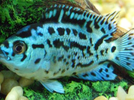 freshwater fish - nandopsis octofasciatum - electric blue jack dempsey stocking in 150 gallons tank - Electric Blue Jack Dempsey freshwater fish - nandopsis octofasciatum - electric blue jack dempsey stocking in 150 gallons tank - Electric Blue Jack Dempsey