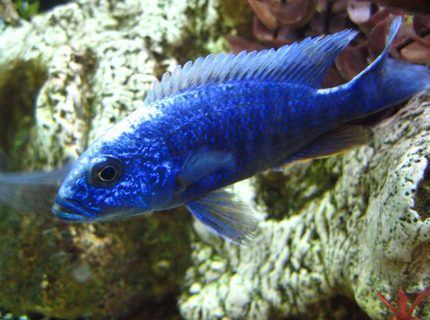 freshwater fish - sciaenochromis fryeri - electric blue hap stocking in 125 gallons tank - Hap Ahli, Electric Blue freshwater fish - sciaenochromis fryeri - electric blue hap stocking in 125 gallons tank - Hap Ahli, Electric Blue