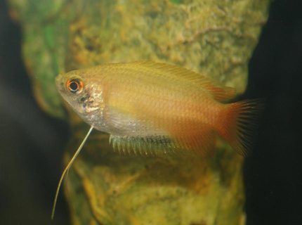 freshwater fish - colisa chuna - honey dwarf gourami stocking in 150 gallons tank - Dwarf Honey Gourami freshwater fish - colisa chuna - honey dwarf gourami stocking in 150 gallons tank - Dwarf Honey Gourami