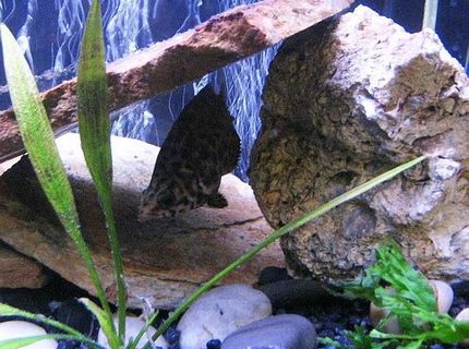 freshwater fish - ctenopoma acutirostre - leopard ctenopoma stocking in 10 gallons tank - Leapord Ctenopoma freshwater fish - ctenopoma acutirostre - leopard ctenopoma stocking in 10 gallons tank - Leapord Ctenopoma