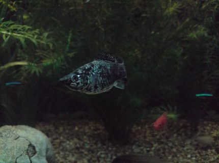 freshwater fish - poecilia latipinna - dalmatian molly stocking in 31 gallons tank - Ozzy the Molly freshwater fish - poecilia latipinna - dalmatian molly stocking in 31 gallons tank - Ozzy the Molly