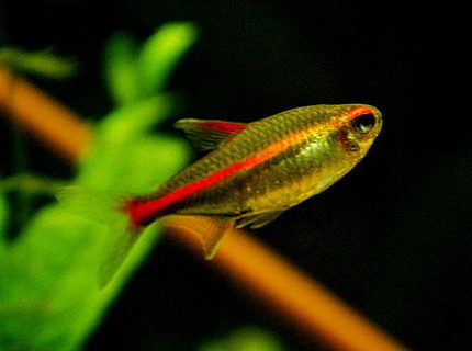 freshwater fish - hemigrammus erythrozonus - glowlight tetra stocking in 55 gallons tank - Glowlight Tetra - Hemigrammus Erythrozonus freshwater fish - hemigrammus erythrozonus - glowlight tetra stocking in 55 gallons tank - Glowlight Tetra - Hemigrammus Erythrozonus