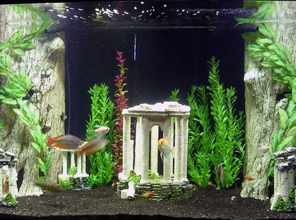freshwater fish - melanotaenia boesemani - boesemani rainbow stocking in 180 gallons tank - Atlantis freshwater fish - melanotaenia boesemani - boesemani rainbow stocking in 180 gallons tank - Atlantis
