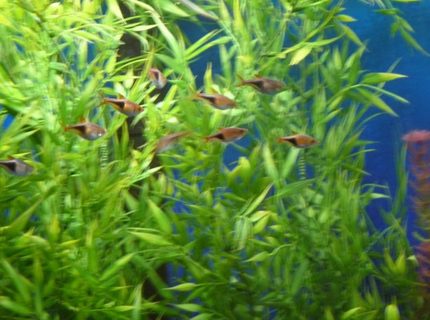 freshwater fish - rasbora heteromorpha - harlequin rasbora stocking in 150 gallons tank - Harlequin Rasboras freshwater fish - rasbora heteromorpha - harlequin rasbora stocking in 150 gallons tank - Harlequin Rasboras