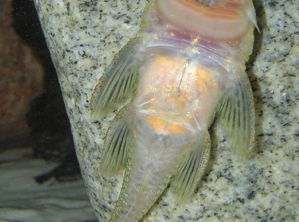 freshwater fish - chaetostoma milesi - rubbernose pleco (l187) stocking in 150 gallons tank - Rubber Nose Pleco freshwater fish - chaetostoma milesi - rubbernose pleco (l187) stocking in 150 gallons tank - Rubber Nose Pleco