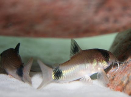 freshwater fish - corydoras panda - panda cory cat stocking in 150 gallons tank - Panda Cory Cats freshwater fish - corydoras panda - panda cory cat stocking in 150 gallons tank - Panda Cory Cats