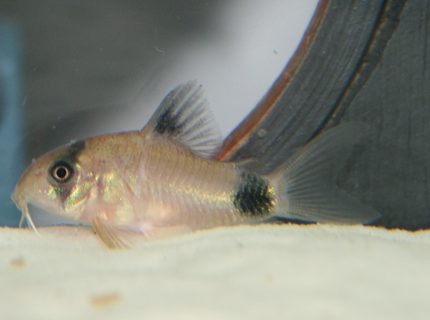 freshwater fish - corydoras panda - panda cory cat stocking in 150 gallons tank - Panda Cory freshwater fish - corydoras panda - panda cory cat stocking in 150 gallons tank - Panda Cory