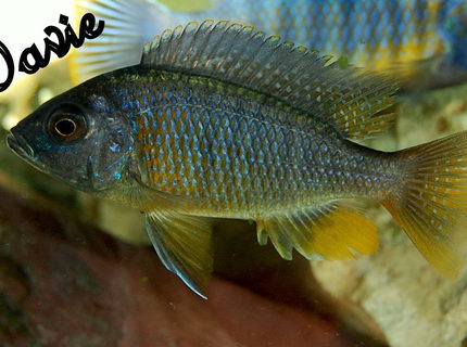 freshwater fish - copadichromis borleyi - yellowfin borleyi cichlid stocking in 70 gallons tank - borleyi freshwater fish - copadichromis borleyi - yellowfin borleyi cichlid stocking in 70 gallons tank - borleyi