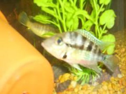 freshwater fish - thorichthys meeki - firemouth cichlid stocking in 29 gallons tank - firemouth freshwater fish - thorichthys meeki - firemouth cichlid stocking in 29 gallons tank - firemouth